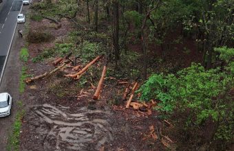 Protests Erupt Over Tree Felling for Dehradun Highway Expansion Project