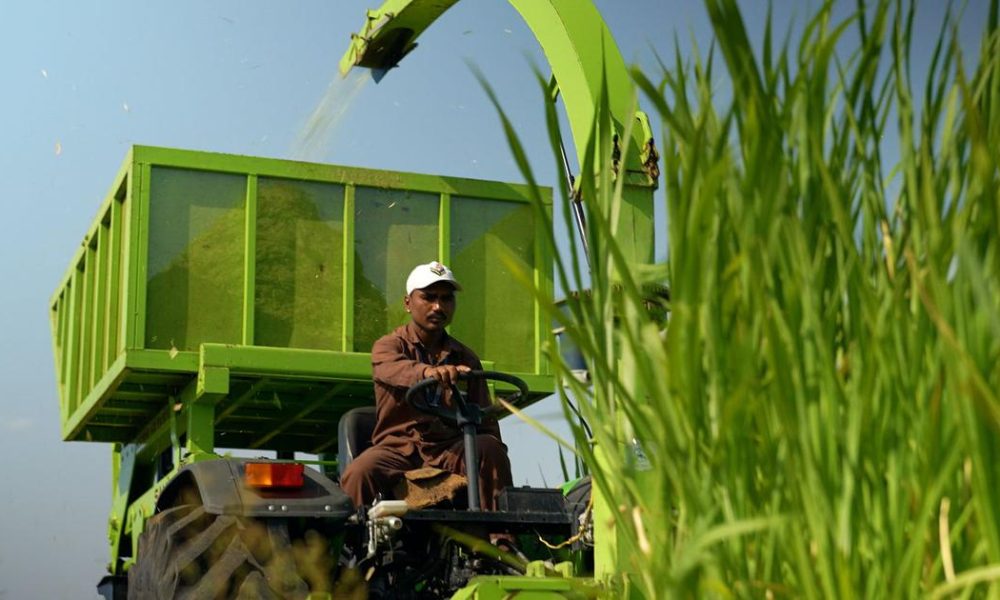 Transforming Agriculture: How Napier Grass is Alleviating Water Scarcity for Farmers in Marathwada