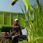 Transforming Agriculture: How Napier Grass is Alleviating Water Scarcity for Farmers in Marathwada