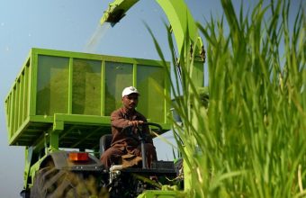 Transforming Agriculture: How Napier Grass is Alleviating Water Scarcity for Farmers in Marathwada