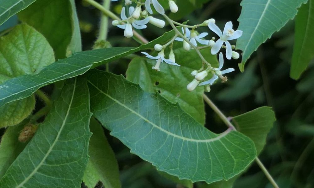 Two Decades On: India's Neem Patent Victory Highlights Ongoing Challenges in Protecting Ecological Knowledge