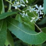 Two Decades On: India's Neem Patent Victory Highlights Ongoing Challenges in Protecting Ecological Knowledge