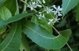 Two Decades On: India's Neem Patent Victory Highlights Ongoing Challenges in Protecting Ecological Knowledge
