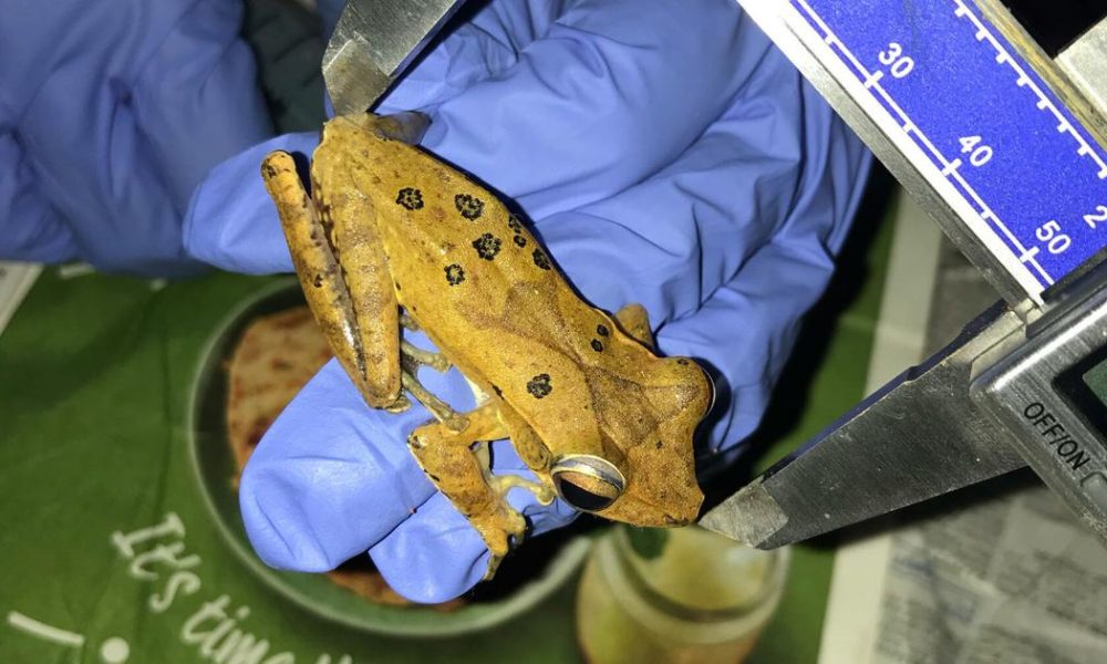 Urban Development in Western Ghats Influences Frog Populations, New Research Reveals