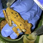 Urban Development in Western Ghats Influences Frog Populations, New Research Reveals