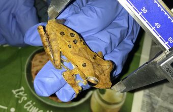Urban Development in Western Ghats Influences Frog Populations, New Research Reveals