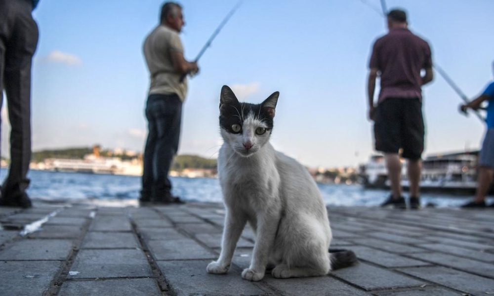 Are Our Feline Friends Becoming Tamer? New Insights into Cat Domestication