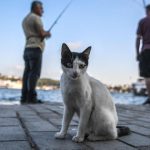 Are Our Feline Friends Becoming Tamer? New Insights into Cat Domestication