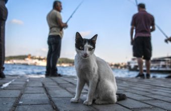 Are Our Feline Friends Becoming Tamer? New Insights into Cat Domestication