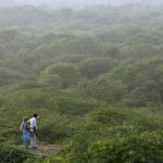 CAG Reports Alarming 98% Shortfall in Green India Mission's Forest Cover Goals