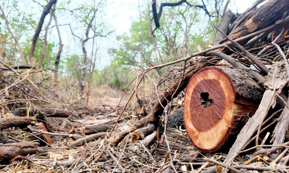 Can Delhi Protect Its Forests While Preserving Their Unique Value?