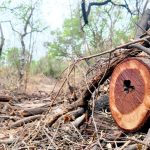 Can Delhi Protect Its Forests While Preserving Their Unique Value?