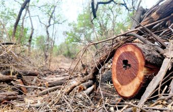 Can Delhi Protect Its Forests While Preserving Their Unique Value?