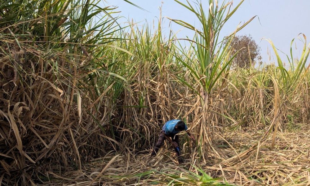 Climate Change Threatens Sugarcane Yields, Impacting Rural Economy in India