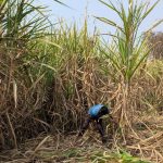 Climate Change Threatens Sugarcane Yields, Impacting Rural Economy in India