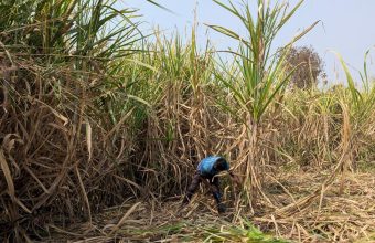 Climate Change Threatens Sugarcane Yields, Impacting Rural Economy in India