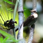 Exploring Wildlife Perspectives: Tansy Troy's 'The Great Nicobar Journey' Challenges the Great Nicobar Project