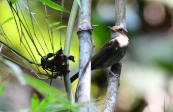 Exploring Wildlife Perspectives: Tansy Troy's 'The Great Nicobar Journey' Challenges the Great Nicobar Project