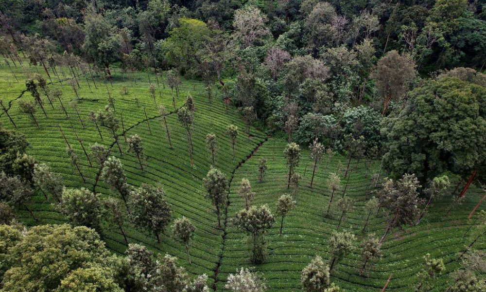 Exploring the Literary and Political Significance of India's Forests: A Journey Through Millennia