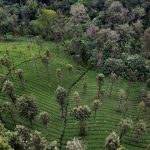 Exploring the Literary and Political Significance of India's Forests: A Journey Through Millennia