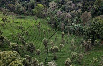 Exploring the Literary and Political Significance of India's Forests: A Journey Through Millennia