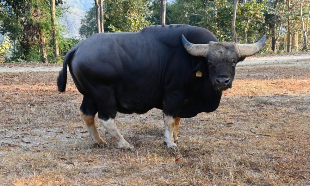 Genetic Studies Pave the Way for Mithun Conservation in Arunachal Pradesh