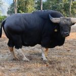 Genetic Studies Pave the Way for Mithun Conservation in Arunachal Pradesh