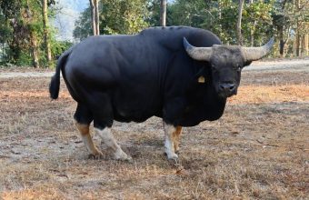 Genetic Studies Pave the Way for Mithun Conservation in Arunachal Pradesh