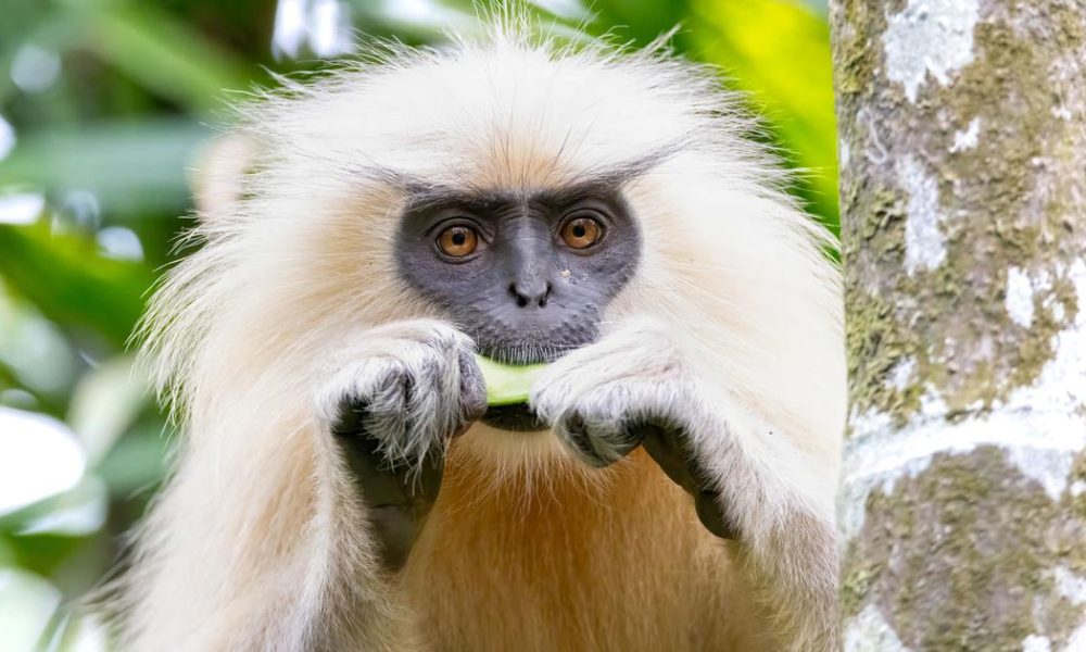 Golden Langur: Once Sacred, Now Endangered in Western Assam