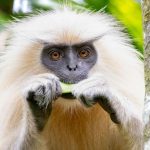 Golden Langur: Once Sacred, Now Endangered in Western Assam