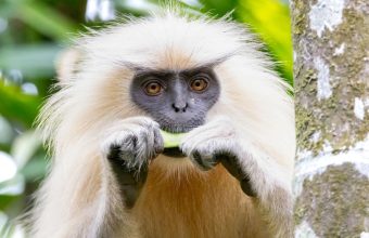 Golden Langur: Once Sacred, Now Endangered in Western Assam