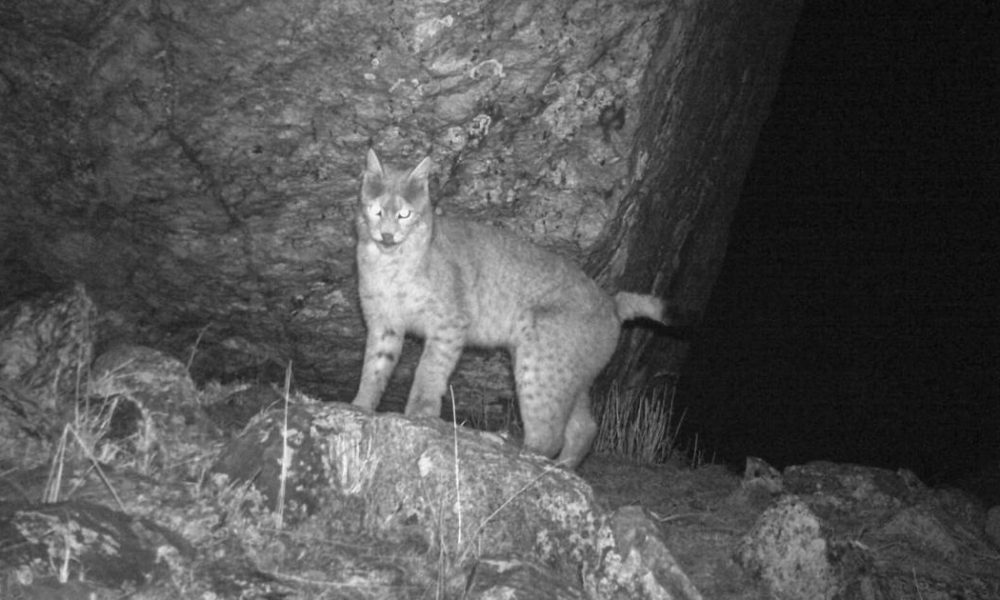 Historic Sighting: Eurasian Lynx Captured on Camera in Sikkim