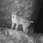 Historic Sighting: Eurasian Lynx Captured on Camera in Sikkim