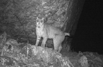 Historic Sighting: Eurasian Lynx Captured on Camera in Sikkim