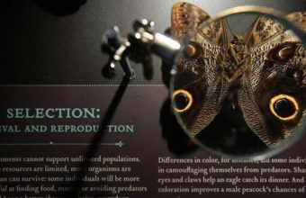 Lamarckism: The Resurgence of an Old Evolutionary Theory in Modern Science
