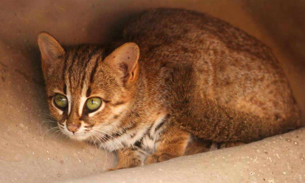 Rising Roadkill Threatens India's Rusty-Spotted Cat Population