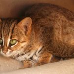 Rising Roadkill Threatens India's Rusty-Spotted Cat Population