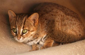 Rising Roadkill Threatens India's Rusty-Spotted Cat Population