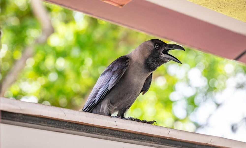 Singapore's Culling of Pest Birds Raises Concerns Over Urban Wildlife Management