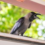 Singapore's Culling of Pest Birds Raises Concerns Over Urban Wildlife Management