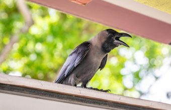 Singapore's Culling of Pest Birds Raises Concerns Over Urban Wildlife Management