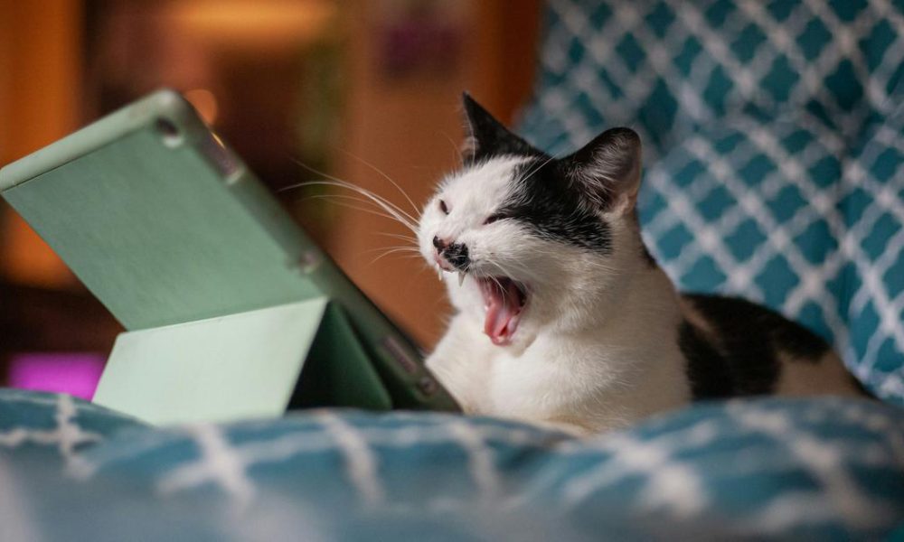 Transforming Boredom into Opportunity: A Guide to Embrace and Utilize Downtime