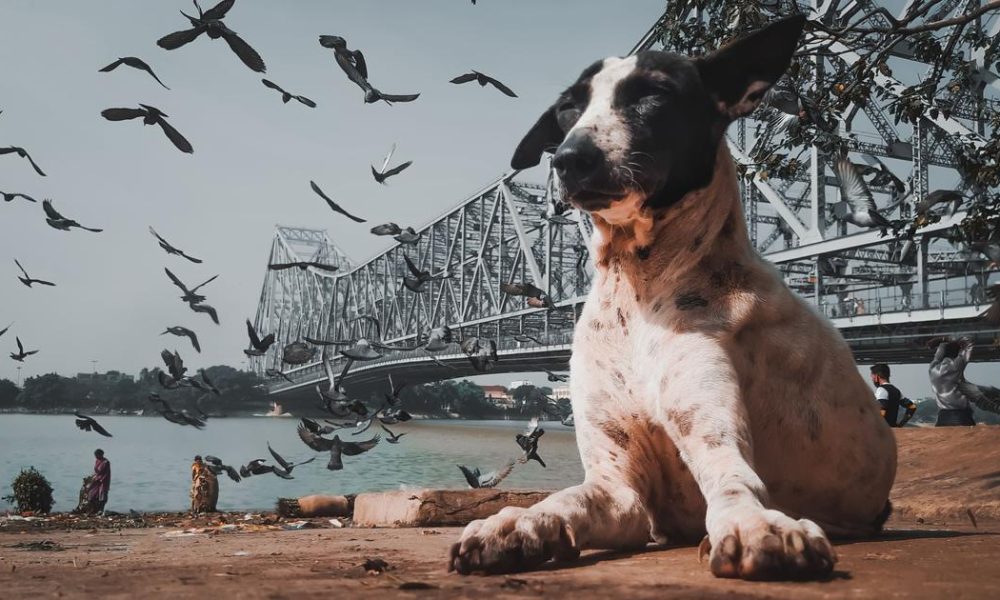 Urban Adventures of Bird: A Journey Through City Life
