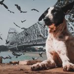 Urban Adventures of Bird: A Journey Through City Life