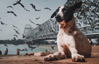 Urban Adventures of Bird: A Journey Through City Life