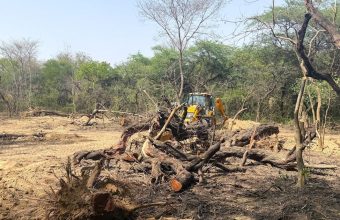Urban Heatwaves Intensified by Deforestation: Insights from Eco India Episode 330
