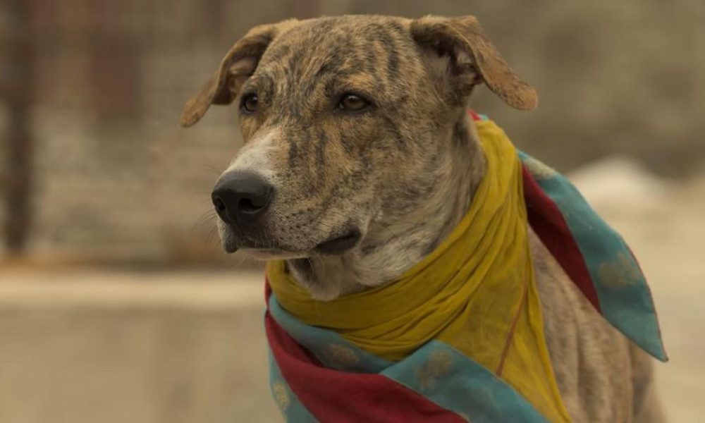 ‘Ohh My Dog’: A Heartwarming Tale of Loyalty and Justice in Amit Rai's Latest Film