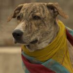‘Ohh My Dog’: A Heartwarming Tale of Loyalty and Justice in Amit Rai's Latest Film