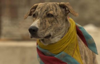 ‘Ohh My Dog’: A Heartwarming Tale of Loyalty and Justice in Amit Rai's Latest Film
