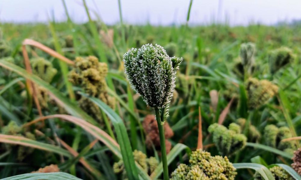 Drought Impacts Ragi Cultivation in Karnataka as Farmers Adapt to Changing Conditions